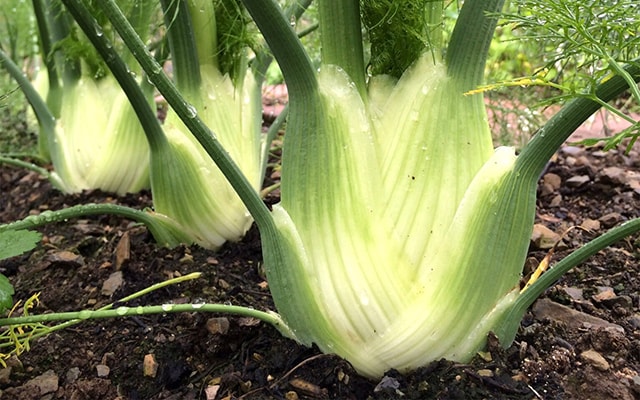 how to grow fennel