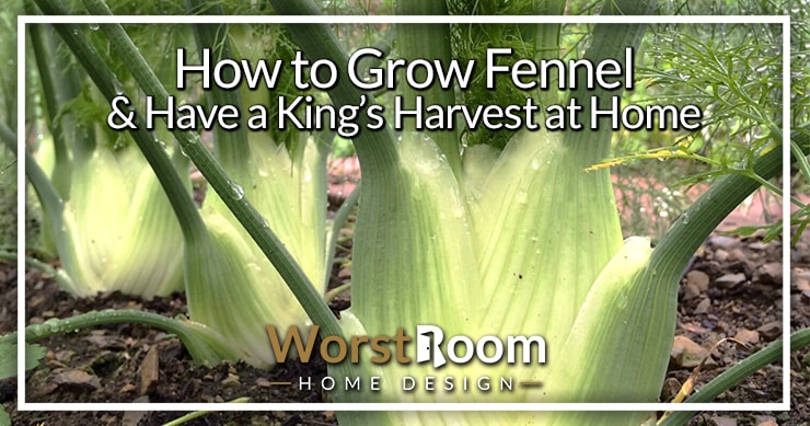 how to grow fennel