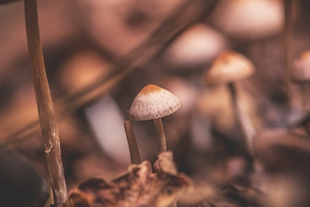 Growing Mushrooms In Your Basement Is, How To Stop Mushrooms From Growing In Basement