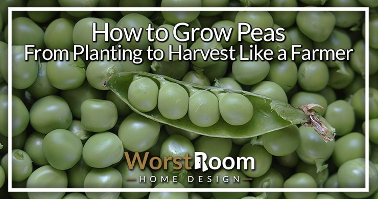 how to grow peas