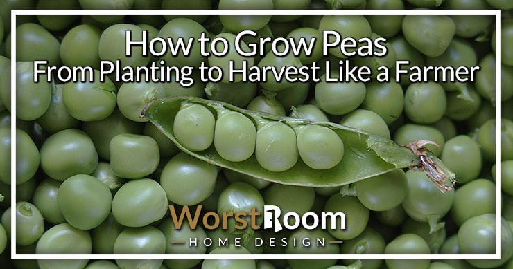 How to Grow Peas From Planting to Harvest Like a Farmer