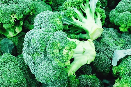 how to harvest broccoli