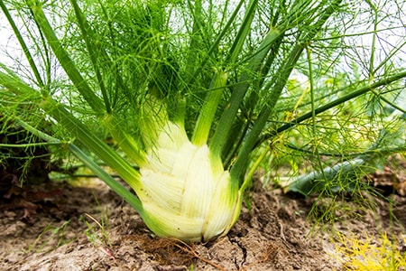 how to harvest fennel
