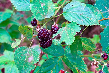 how to pick wild blackberries