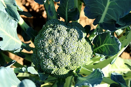 how to plant broccoli