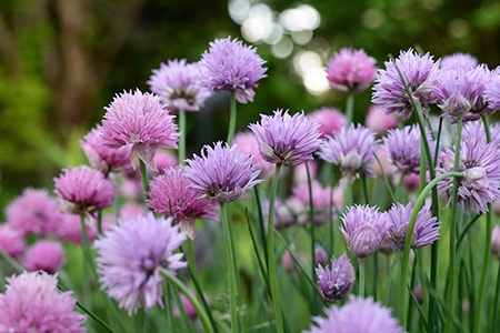 how to plant chives