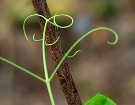 how to plant peas