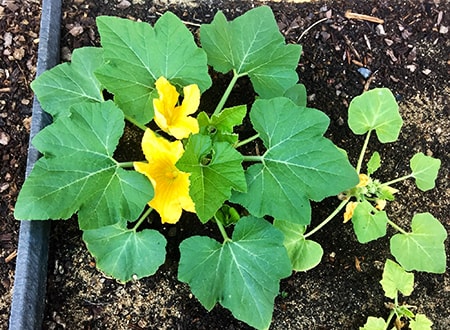 how to plant squash