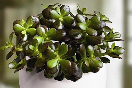 minima jade plant are miniature types of jade plants