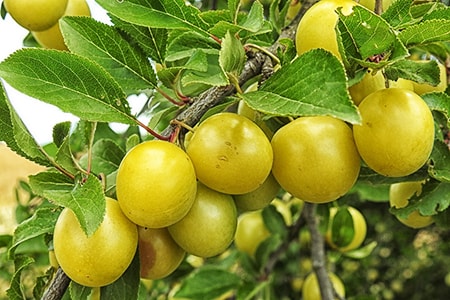 le varietà di prugna Mirabelle sono meglio conosciute come prugne ciliegia