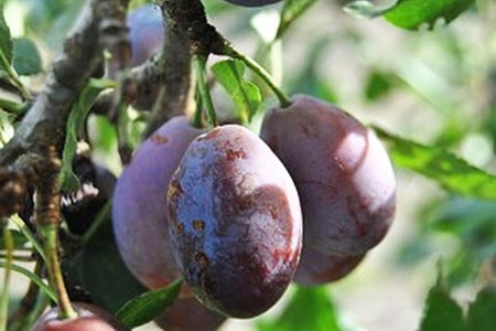 Die Moyer Pflaume ist die beliebteste Pflaumensorte Europas's favorite kinds of plums