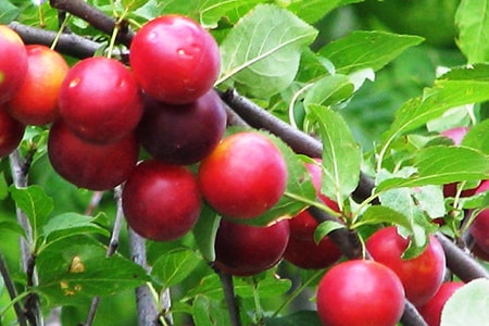 prune myrobalan sur arbre