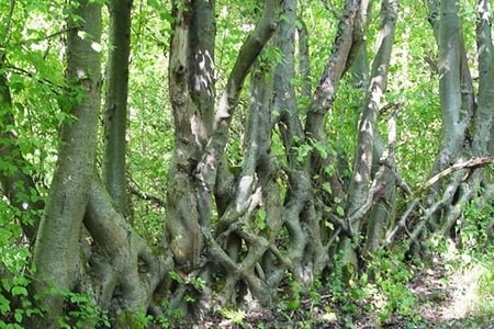 natural fence