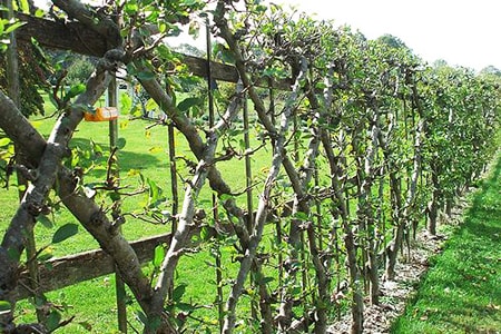 natural fences