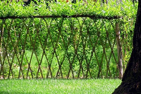 natural plant fence