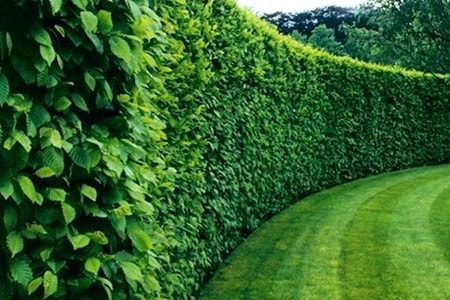 natural privacy fence