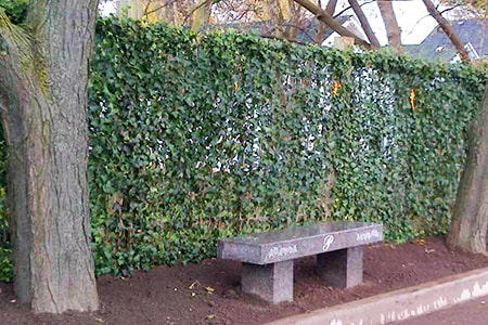 natural tree fence