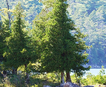 the northern white cedar is my favorite of the types of cedar trees due to their narrow and tall shape they mature into