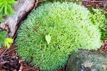 pincushion moss