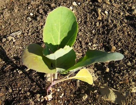 planting cauliflower