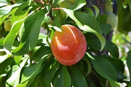 plumcots are a hybrid of plums and apricots