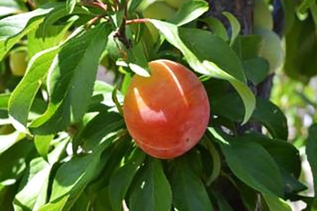 plumcots sono un ibrido di prugne e albicocche