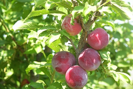 le pluots sono un frutto da consumare fresco