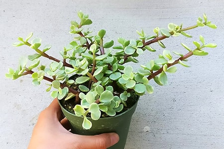 porkbush elephant bush jade plant