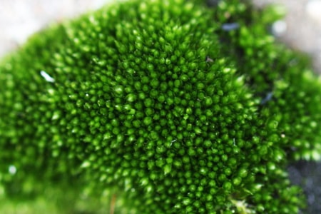 rigid beard moss is a very uniform species