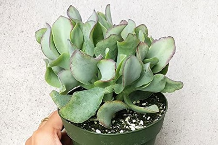 ripple types of jade plants