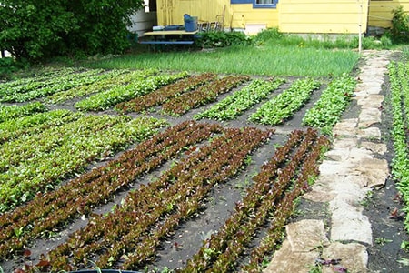 small backyard farm