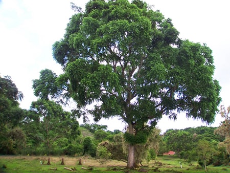  l'albero di cedro spagnolo cresce alto ma crea legno leggero
