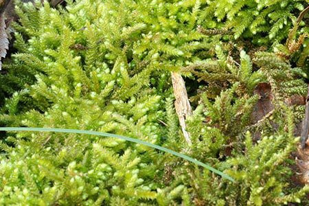 Ложколистный мох - один из распространенных видов мха.