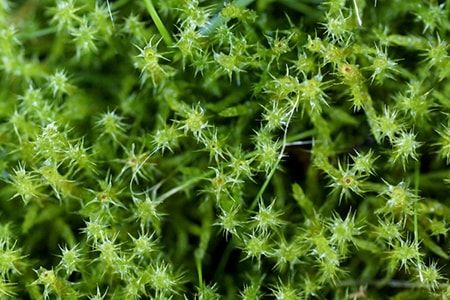 Квадратный мох на гусиной шее - один из самых уникальных и разнообразных видов мхов.