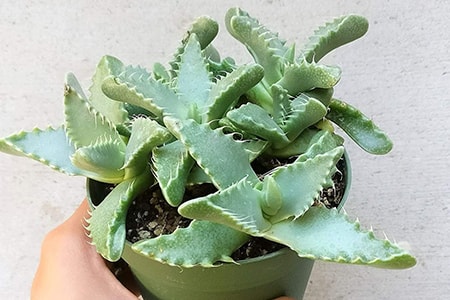 tiger jade plant