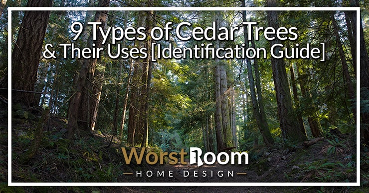 different types of cedar trees