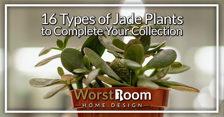 16 Types of Jade Plants to Complete Your Collection | Worst Room