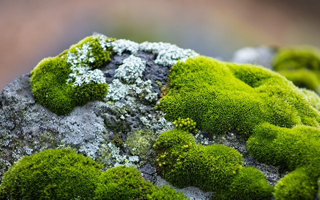 types of moss