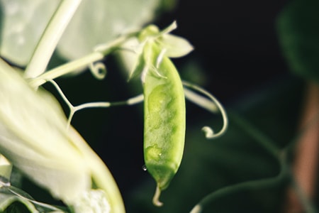 how to plant peas