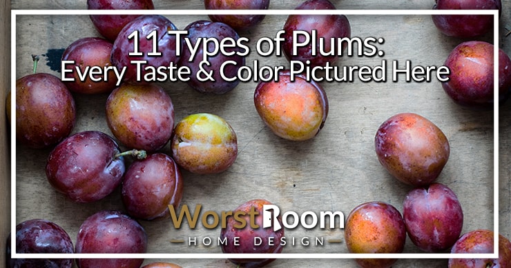 Diagram Types Of Plums