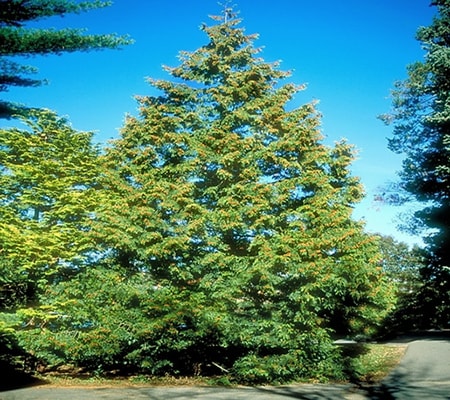 of the different types of cedar trees the western red cedar produces one of the most used woods of its type