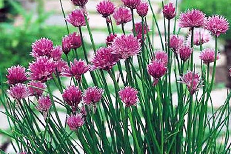 what do chives look like