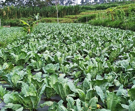 when to harvest cauliflower