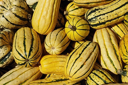 when to harvest squash