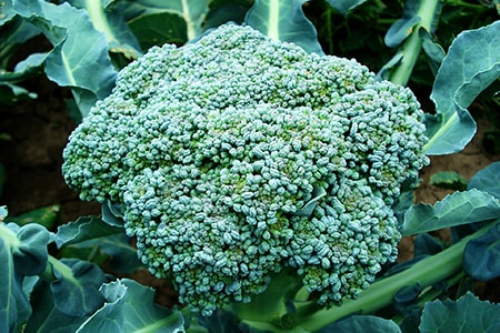 when to plant broccoli