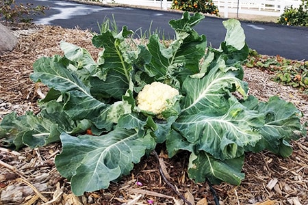 when to plant cauliflower