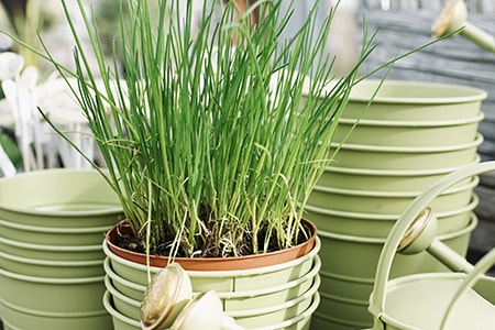 when to plant chives