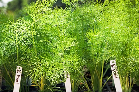 when to plant fennel