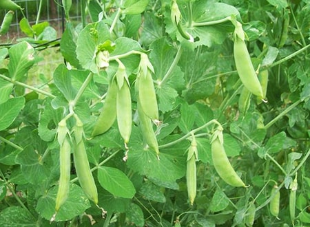 when to plant peas