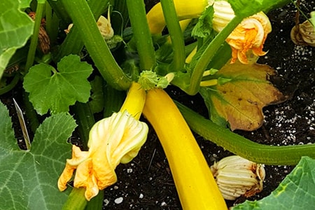 when to plant squash